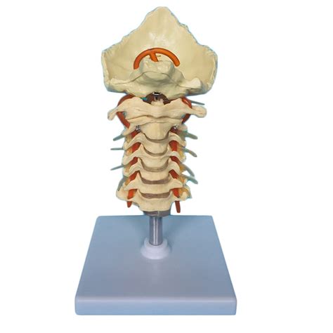 Buy Life Size Cervical Spine Model Human Spine Model With Nerves