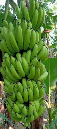 A Grade Fresh Banana Packaging Size Loose Loading At Rs 22 Kg In