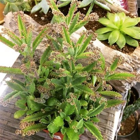 9 Best Mother Of Thousands Varieties Mother Of Million Types