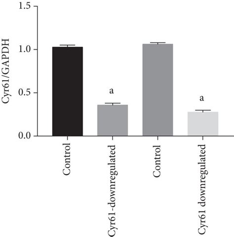 The Expression Of Cyr61 Protein By Transfection Of Crisprcas9 Ko