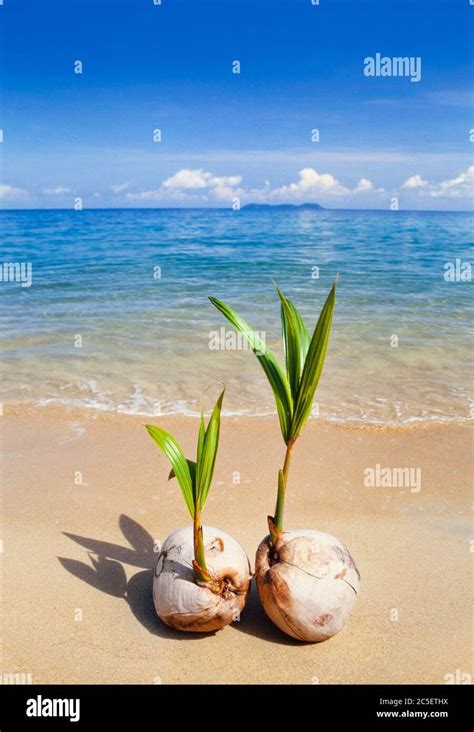 Germinating Coconut Hi Res Stock Photography And Images Alamy