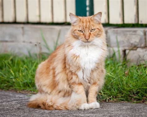 Ginger And White Tabby Cat Sitting On The Sidewalk Stock Photo Image