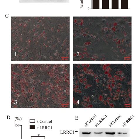 Lrrc1 Is Dynamically Expressed During Mscs Adipogenic Differentiation