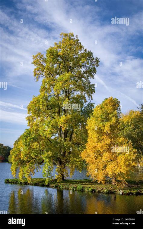 A vertical of a tulip tree, Liriodendron in autumn colors at a lake shore in Stourhead ...