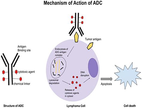 Structure and Mechanism of action of Antibody Drug Conjugate ...