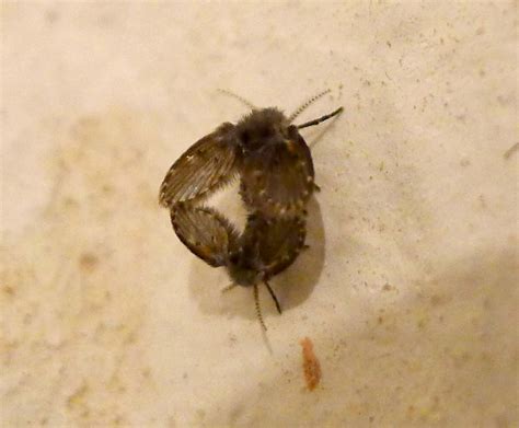 Gnats Gone: The Ultimate 3-Step Drain Revival