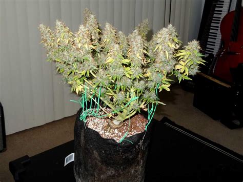 How To Train Auto Flowering Plants For Bigger Yields Grow Weed Easy