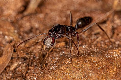 Adult Trap Jaw Ant 16322832 Stock Photo At Vecteezy