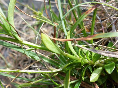 Photographs Of Polygala Vulgaris Uk Wildflowers Stem And Leaves