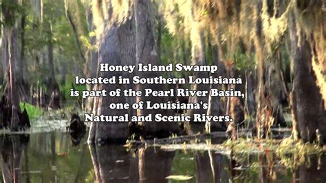 Swamp Illustrated Video Swamp Tour Louisiana Honey Island Swamp By Dana