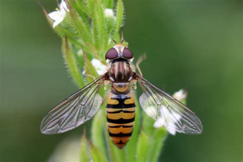 Marmalade Hoverfly Episyrphus Balteatus Female Flickr