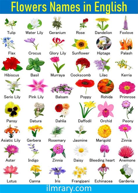 Flowers Name In English With Pictures 100 Flowers Vocabulary In 2024