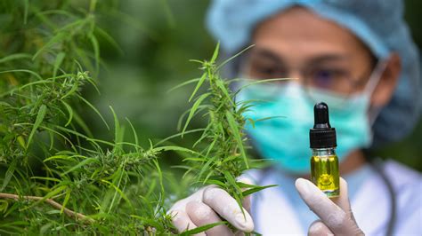 USA HEMP Brasil Enxaqueca será que o CBD pode ajudar a combater os