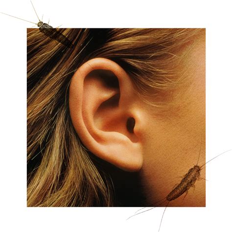 how to get a bug out of your ear 1