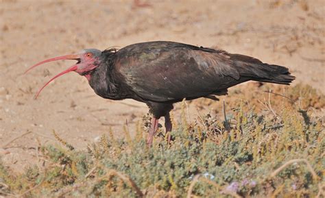 Details Northern Bald Ibis Birdguides