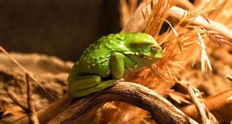 American Green Tree Frog Habitat: A GeoZoo Guide