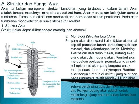 Struktur Dan Fungsi Tumbuhan