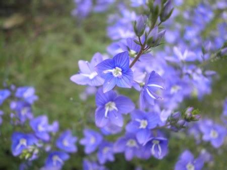 Veronica Multifida Det Skalni Ky Jundrov