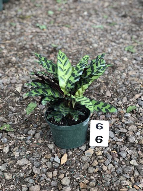 6 Calathea Lancifolia Rattlesnake Cal Greenhouses