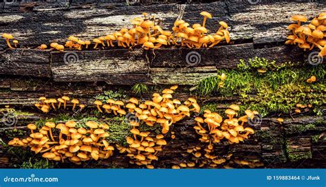 Mycena Fresh Mushroom On The Edge Of Dry Log With Green Background