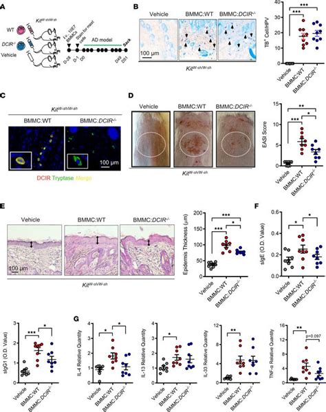 Jci Insight Dendritic Cell Immunoreceptor Drives Atopic Dermatitis By