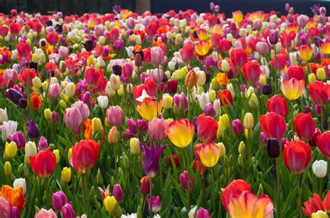 All Everything Tulip Mix™ Wholesale Pricing Colorblends®