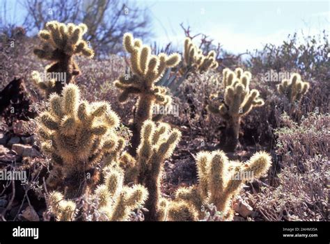 Sonoran Desert, Arizona Stock Photo - Alamy