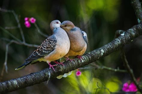 Fakta Unik Burung Perkutut Yang Harus Diketahui Pemiliknya Kumparan