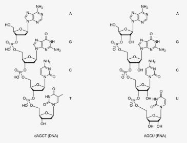 Dna Molecular Structure, HD Png Download - kindpng