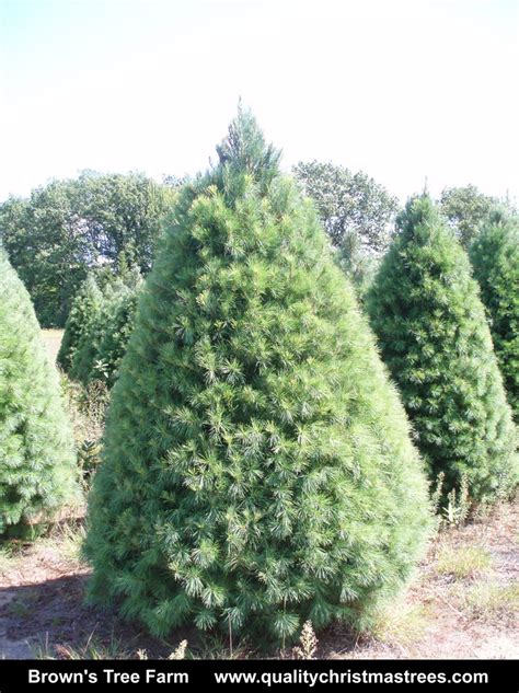 Wholesale Christmas Trees