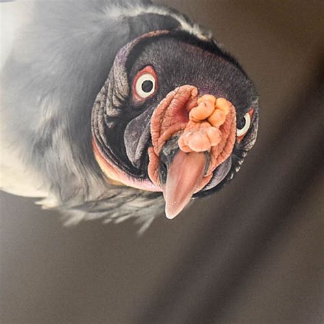 Animals of the Tropical Andes | Charles Paddock Zoo | Your Central Coast Zoo