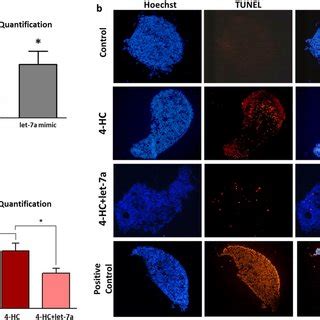 A Hematoxylin Eosin H E Staining Of Pnd Ovaries In Different