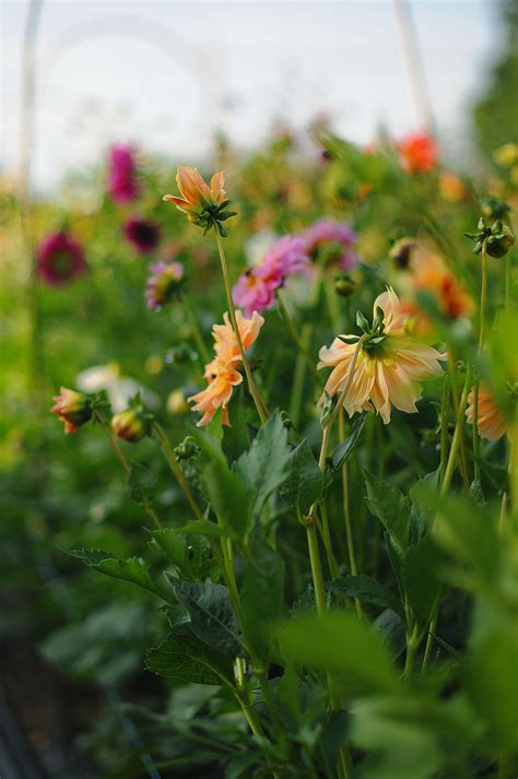 Vår Dahliaodling Och Vilka Sorter Som Blommar Nu — Fiddekulla Trädgård