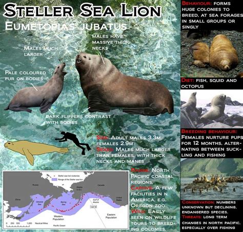 Steller Sea Lion