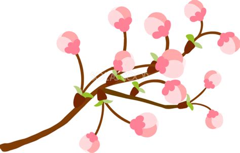 かわいい桜の花つぼみの開花イラスト無料フリー83358 素材good