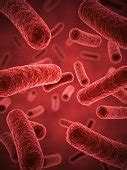 picture gram negative escherichia coli bacteria  coli