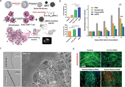 Cell Training Via Nanomaterial Mediated Biochemical A B And