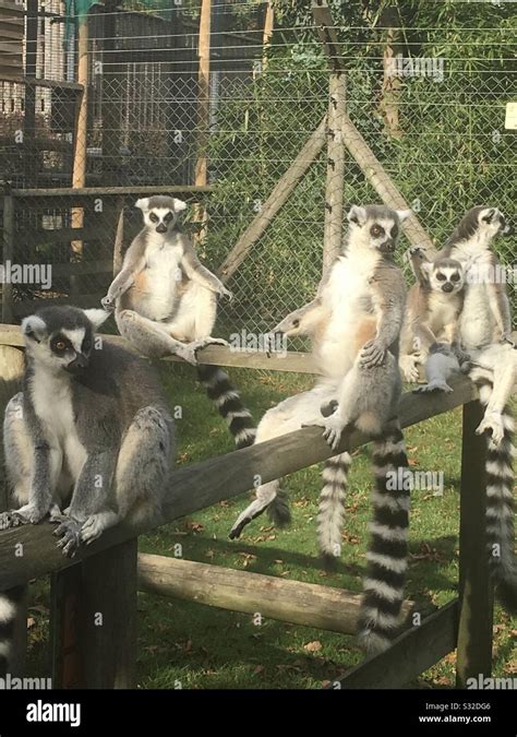 Ring tail Lemurs Stock Photo - Alamy