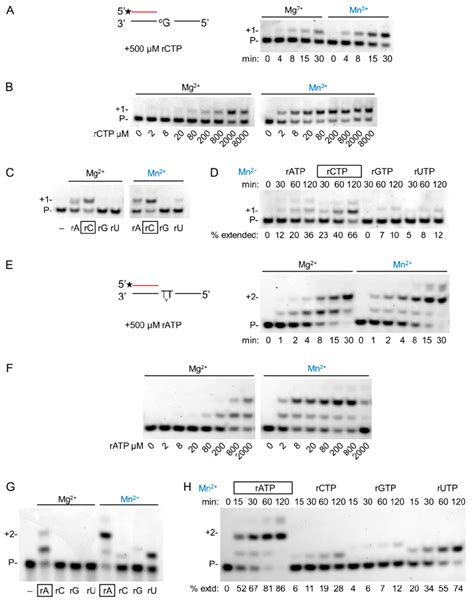 Dna Damage Bypass By Hpolη During Rna Synthesis Using Magnesium Or