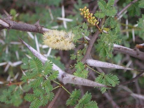 12 Arizona Native Trees to Plant Today