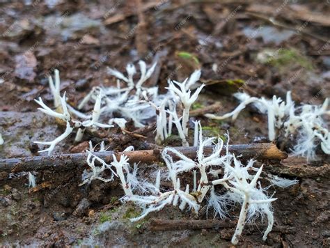 Premium Photo | A bunch of white fungus on the ground with the wood