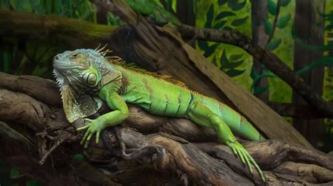 16 Common Iguana Diseases And Disorders