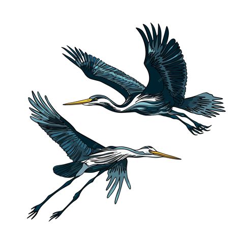 Premium Vector | Set of heron birds in different poses for nature ...