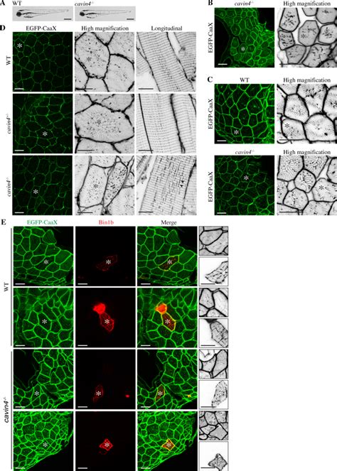 T Tubule Dysmorphology In Cavin Zebrafish Muscle Is Ameliorated By