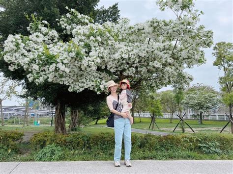 新店陽光園區流蘇雪花開 感受浪漫四月雪及水陸空樂園 大台北 地方 聯合新聞網