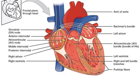 Left Ventricle Heart - Physiopedia