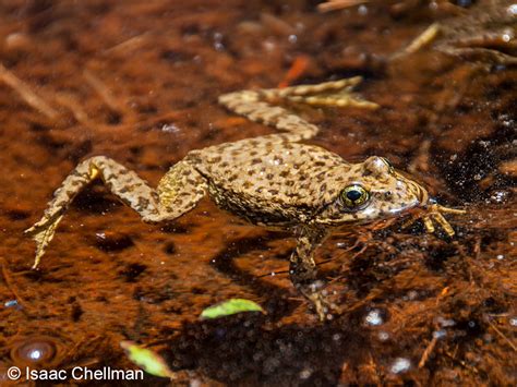 Southern Mountain Yellow Legged Frog Rana Muscosa