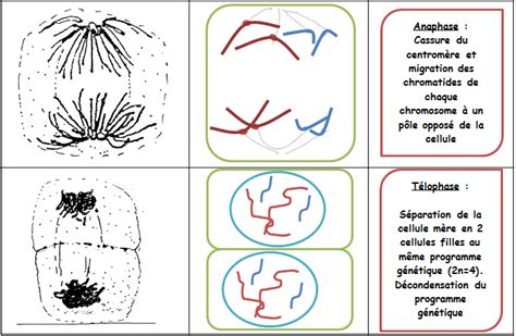 chapitre 2 expression stabilité et variabilité du matériel génétique