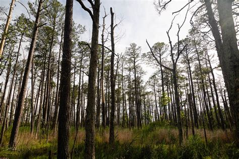 Pining for the lost loblolly | Chesapeake Bay Program