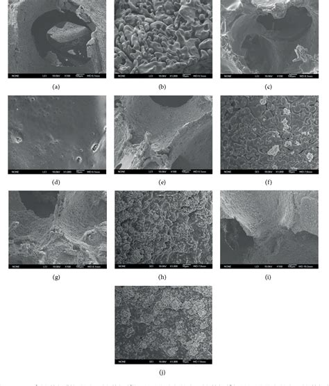 Figure 3 From Nanosized Mesoporous Bioactive Glass Poly Lactic Co Glycolic Acid Composite